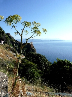 La célèbre férule - Cap Corse
