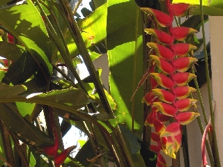 Periyar - jardin d'pices