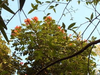 Periyar - Spices Village