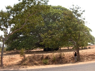 MYSORE - Banian sacr (250 ans)