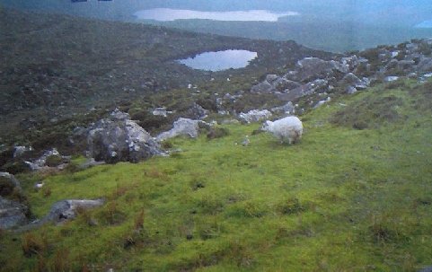 CONNEMARA.
