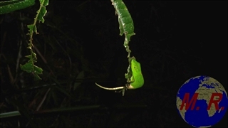 Ambohimahasoa - réseve Ialatsara: caméléon
