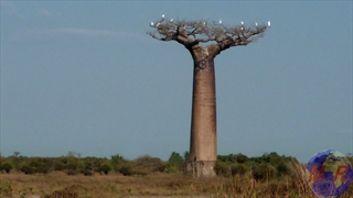 Baobabs de MORONDAVA