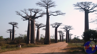Baobabs de MORONDAVA