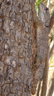 Iguane à queue épineuse