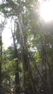Tsingy de Bemaraha: liane étrangleuse