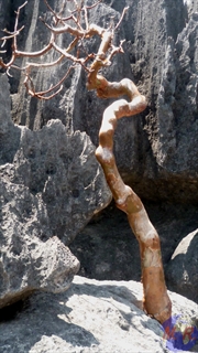 Tsingy de Bemaraha: "arbre  vazaha"