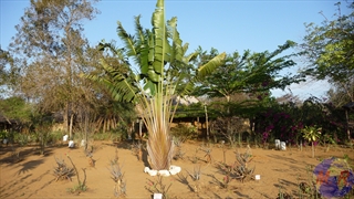 Tanakoay à BEKOPAKA