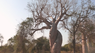 Baobab Amoureux