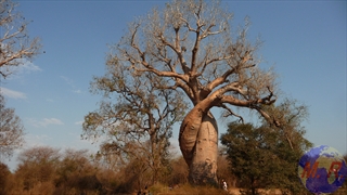 Baobab Amoureux