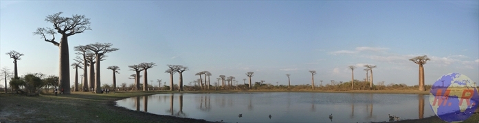 Allée des Baobabs de Morondava