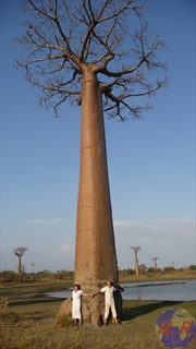 Allée des Baobabs de Morondava