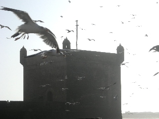 ESSAOUIRA (cliché de Nadia)
