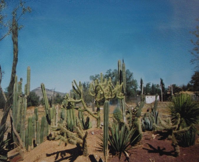 Au nord de MEXICO - Jardin de cactes
