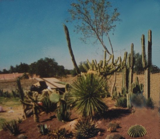 Au nord de MEXICO - Jardin de cactes