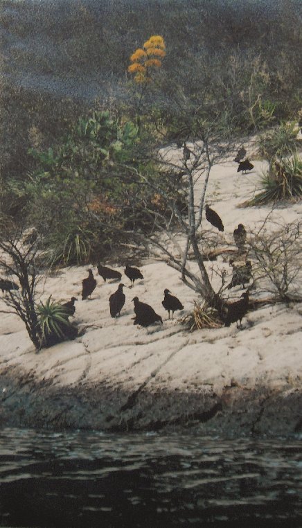 Canyon de Sumidero: Vautours  tte noire.