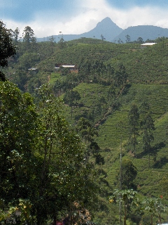 Pic d'Adam